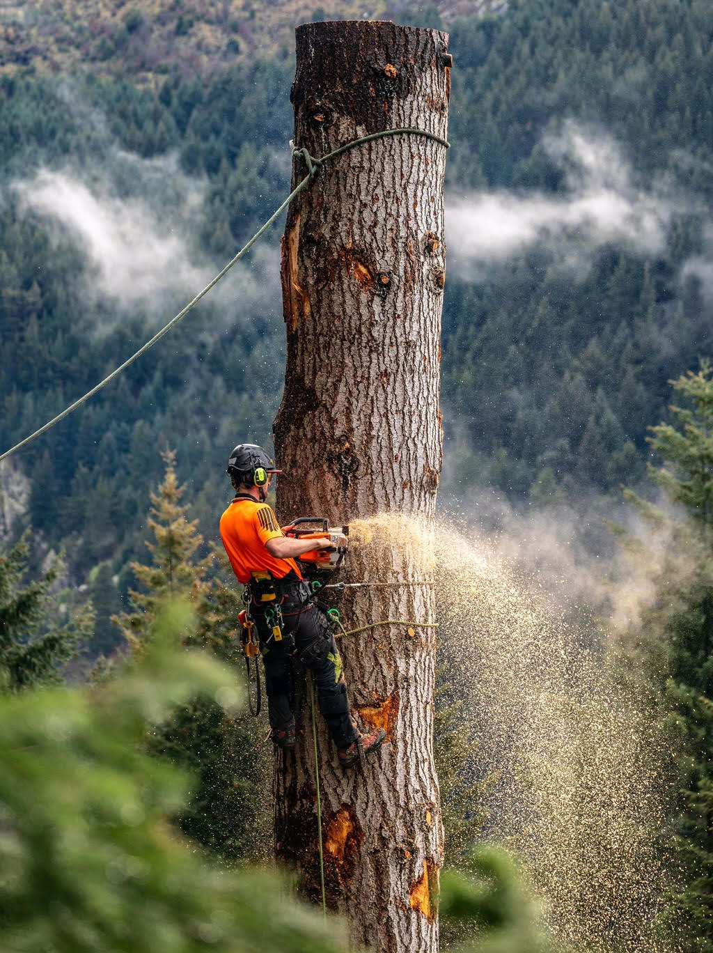 Professional arborists working on a property