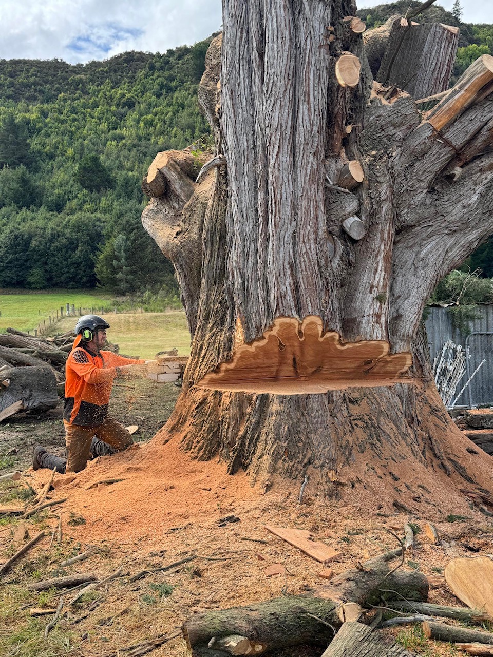 Tree pruning project crown reduction