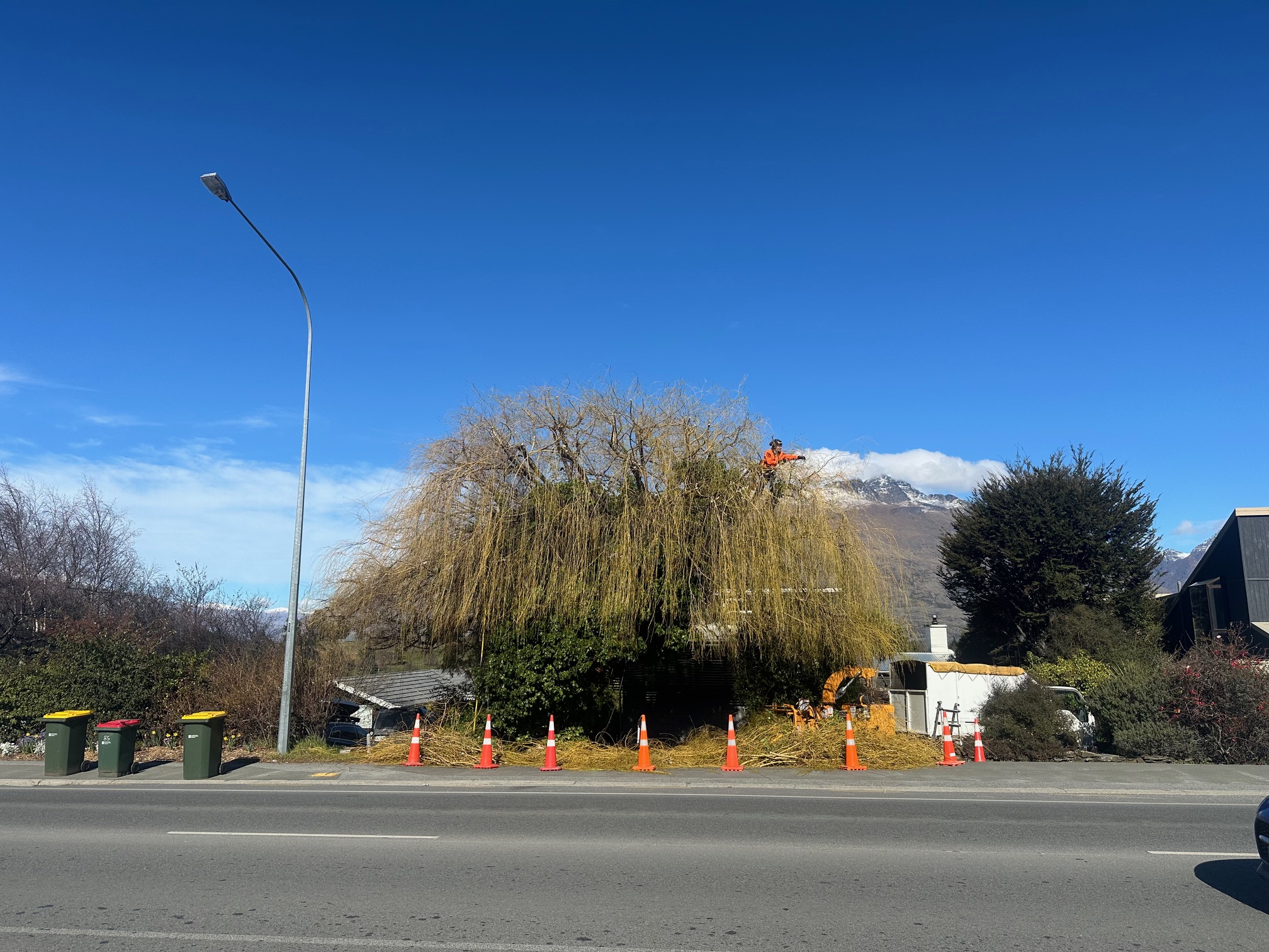 Tree pruning to improve health