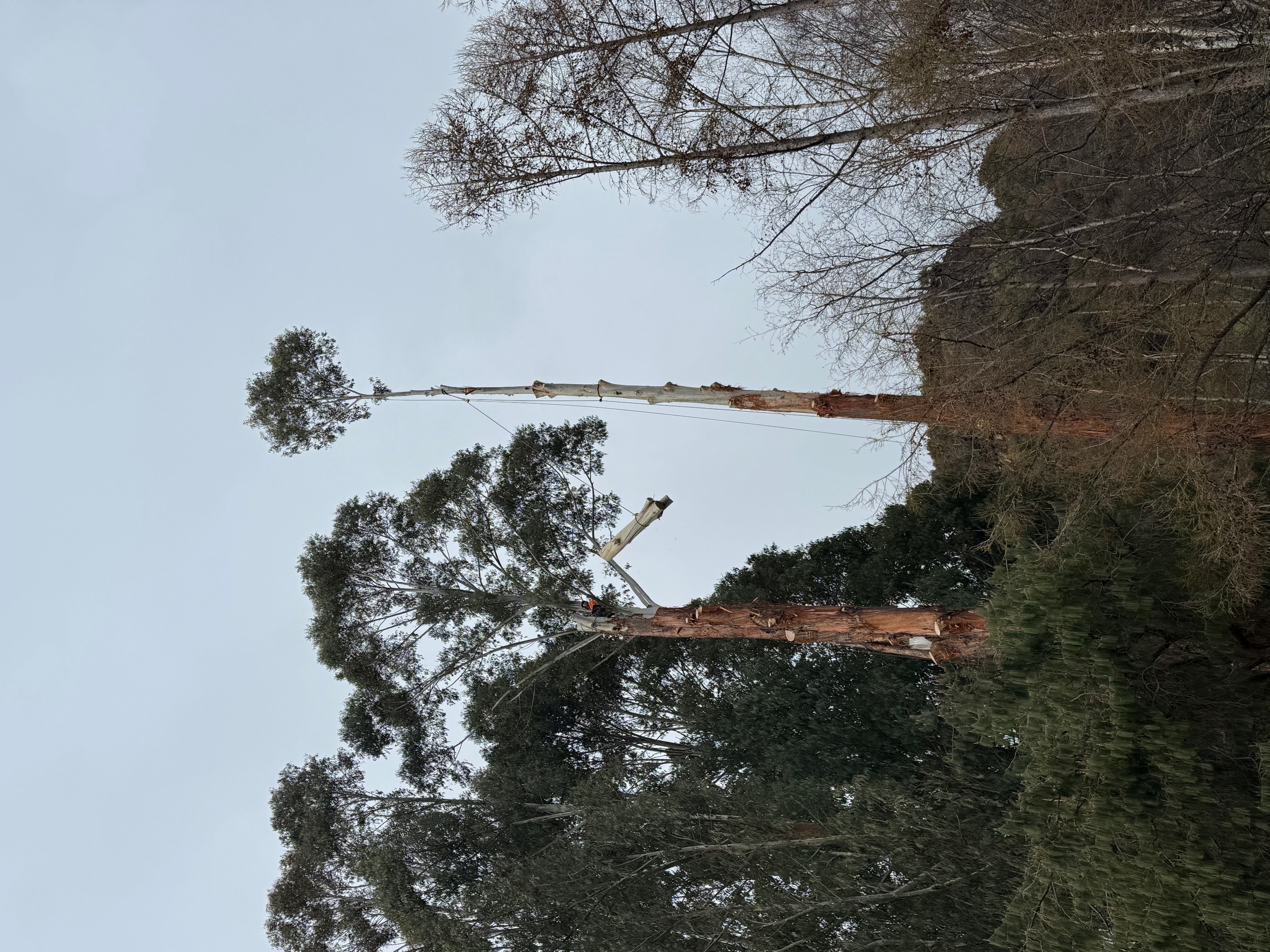 Tree pruning project